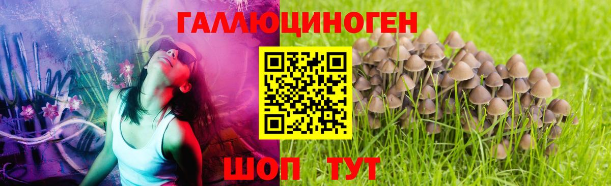 Галлюциногенные грибы GOLDEN TEACHER  Вход с VPN  Галлюциногенные грибы GOLDEN TEACHER  Реутов 